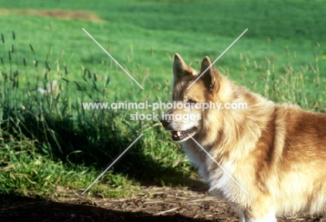 iceland dog in iceland, head and shoulders