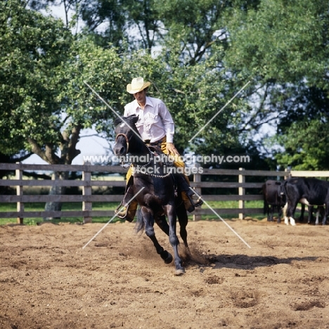 quarter horse ready for work cutting cattle