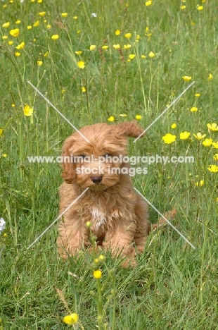 young Cockapoo on grass