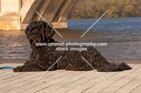 black Portuguese Water Dog lying ner bridge