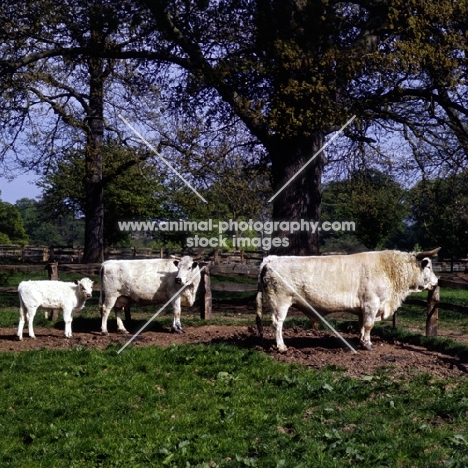 whipsnade 281, white park bull with cow and calf at  stoneleigh, the nac