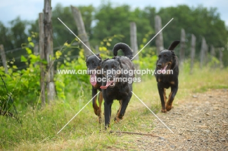 three Beauceron in the countryside