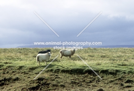 three iceland sheep in iceland