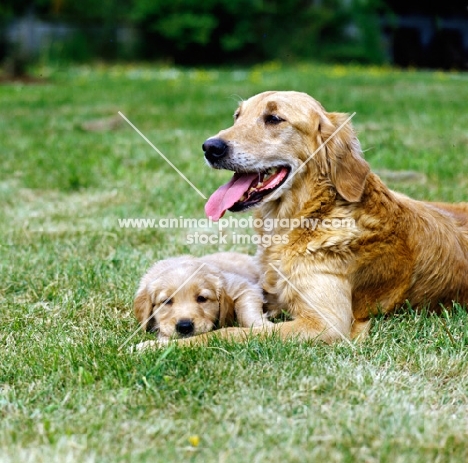 golden retriever with puppy laying on grass