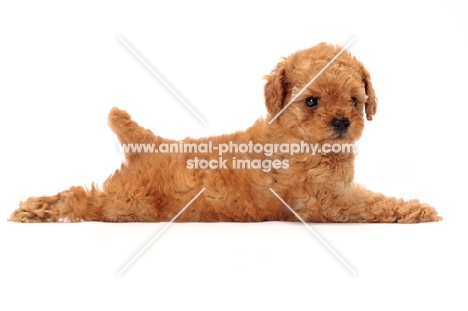 apricot toy Poodle puppy lying down