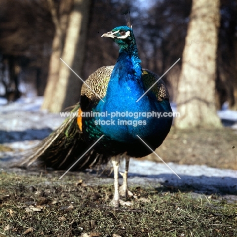 male indian blue peacock standing in a forest