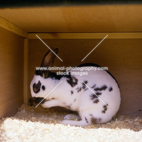 english rabbit in a hutch washing its face