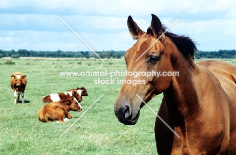 old type holstein mare in a field with cattle in germany