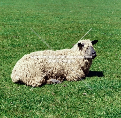 wensleydale sheep lying on grass