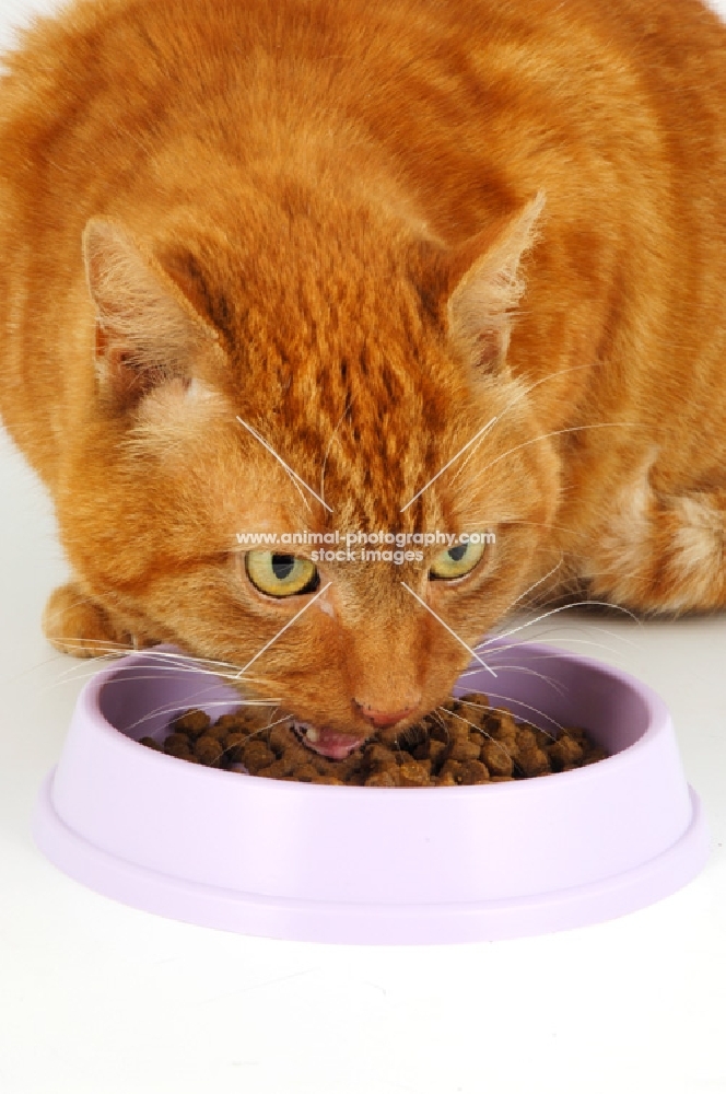 cat eating from a lilac dish, portrait format