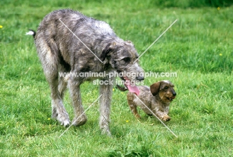 irish wolfhound and miniature wires dachshund running together 