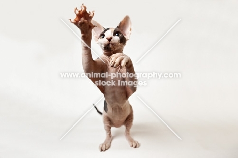 young sphynx cat standing on hind legs