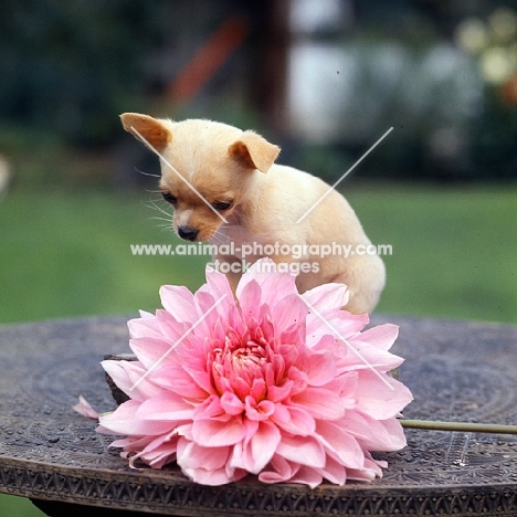 chihuahua puppy looking at a dahlia