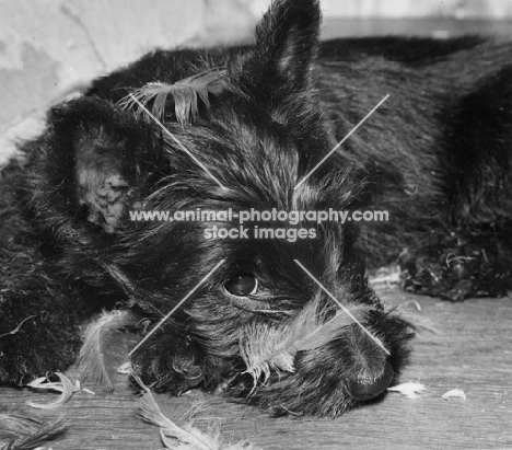 Scottie with feather on nose
