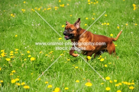 Boxer running in field