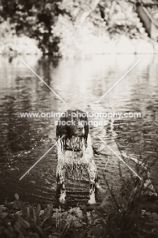 English Springer Spaniel in river