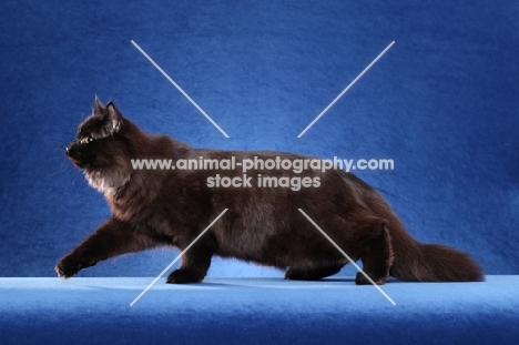 black Siberian on blue background