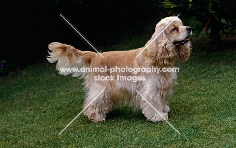 undocked american cocker spaniel