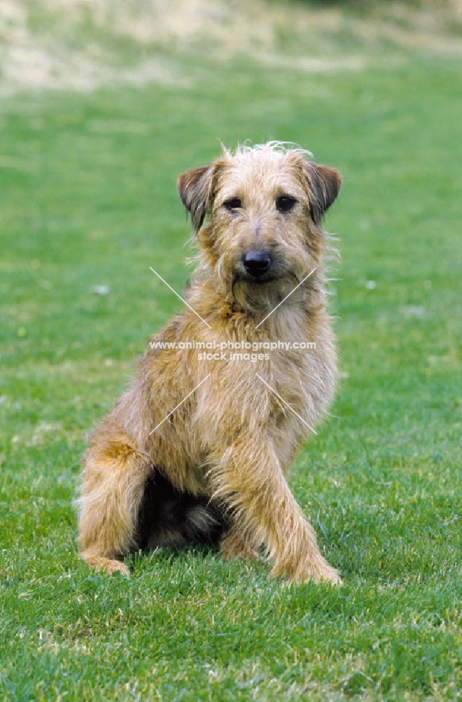 Westfalen Terrier (aka German working terrier) sitting on grass