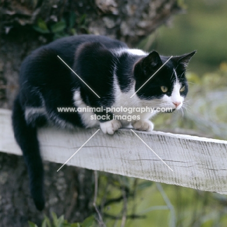 black and white cat watching from a fence rail