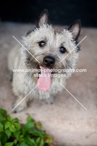 Cairn terrier on cement step, smiling