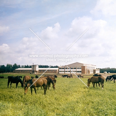 Latvian horses in field