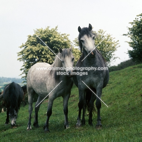 welsh pony mares (section b), on a hillside