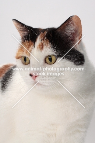 Tortoiseshell and White Manx cat, portrait