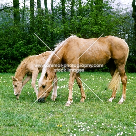 palomino mare and chestnut foal grazing