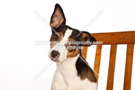 Rat terrier looking at camera