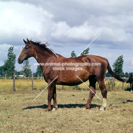 Gelderland mare old type