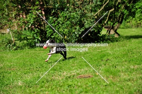 Boston Terrier running on grass
