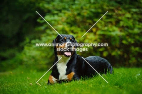 Great Swiss Mountain Dog lying down on grass