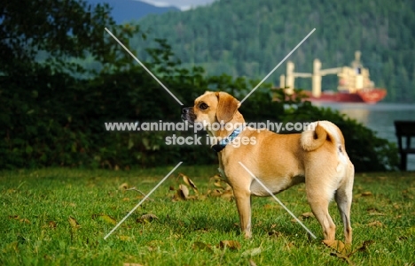 Puggle (Pug cross Beagle Hybrid Dog)
