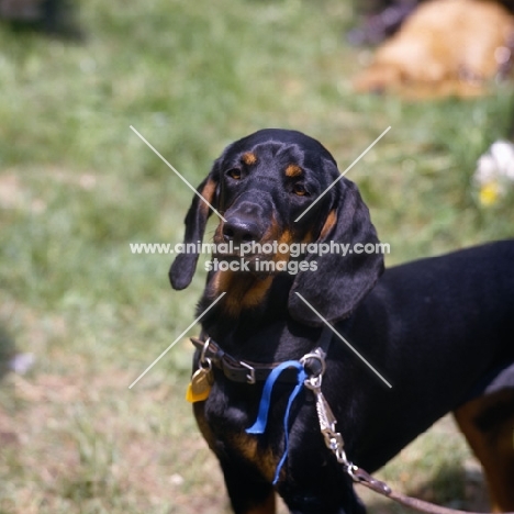 austrian hound head and shoulder shot