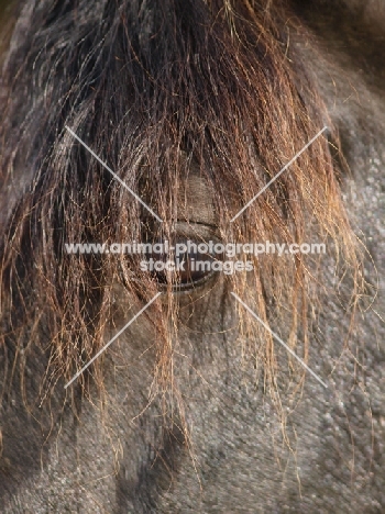 Welsh Cob (section d) close up