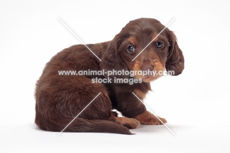 Chocolate Tan coloured longhaired miniature Dachshund puppy, looking back