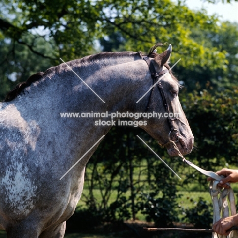 roan appaloosa side view