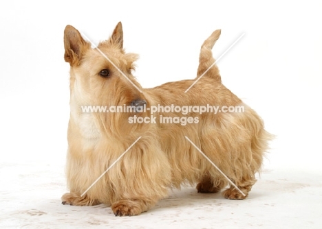 wheaten Scottish Terrier on white background