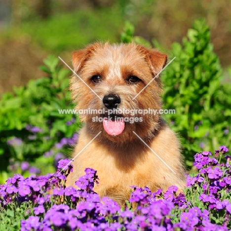 Norfolk Terrier in flowerbed