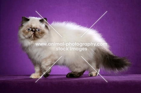 Colourpoint (Aka: Persian or Himalayan)