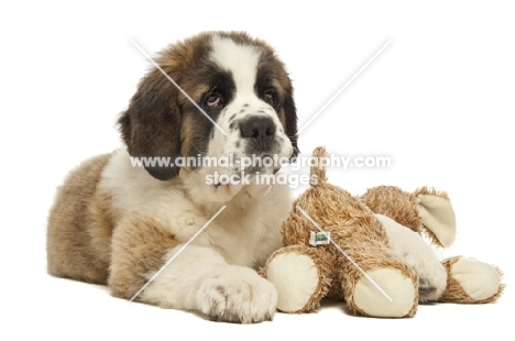 Saint Bernard pup with cuddly toy