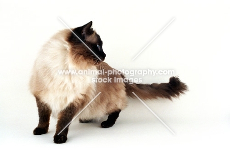 seal colourpoint Ragdoll cat