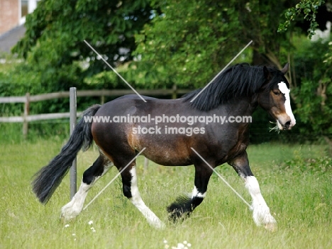 horse running in field