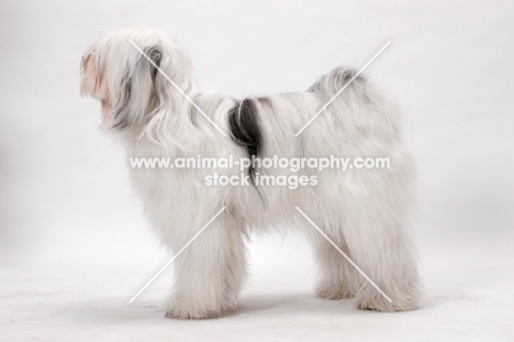 Tibetan Terrier, Australian Champion, posed