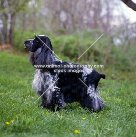 english cocker spaniel,  am ch somerset's stage door review, usa trim, 