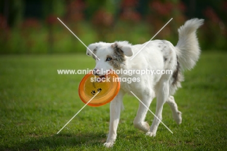 young white merle australian shepherd fetching frisbee