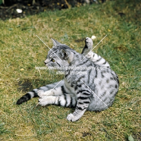 champion lowenhaus ferragus, silver spotted cat pauses during washing