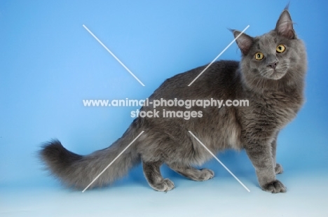 blue maine coon cat standing on blue background