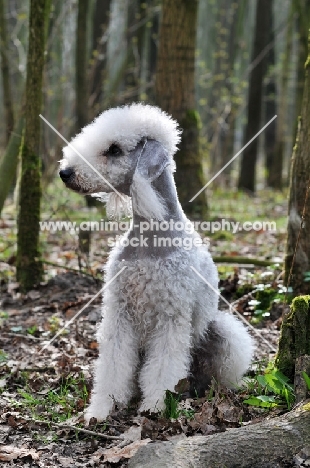 Bedlington Terrier sitting in forest